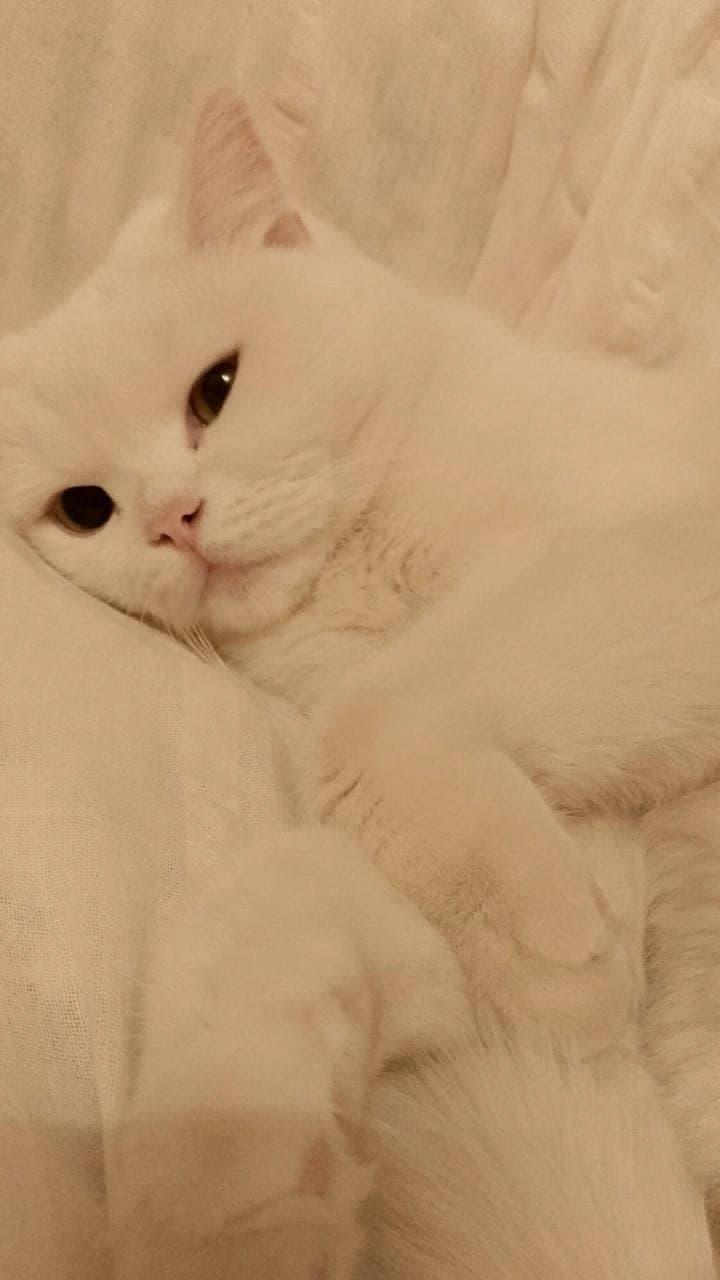 Bella