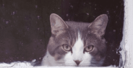 Kedi Mektupları- Oya Baydar- alışılmadık bir kitap incelemesi